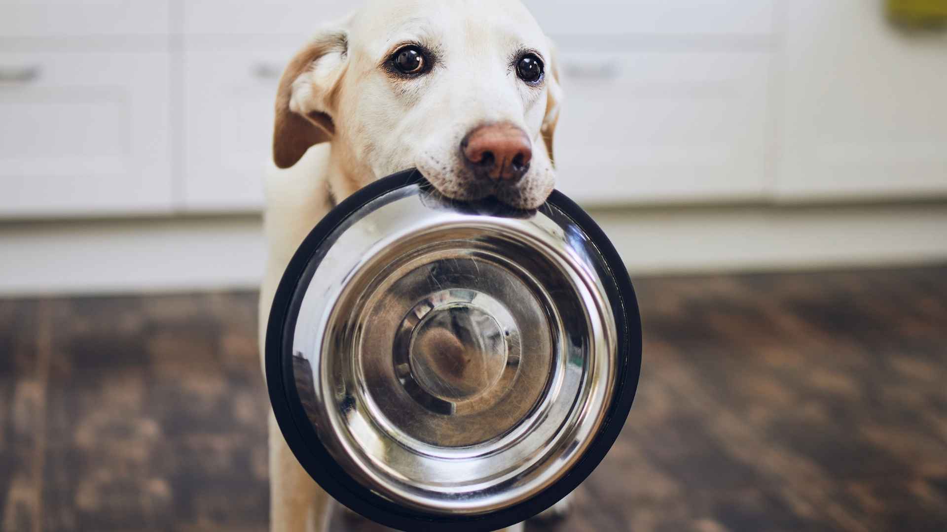 perro adulto pidiendo comida